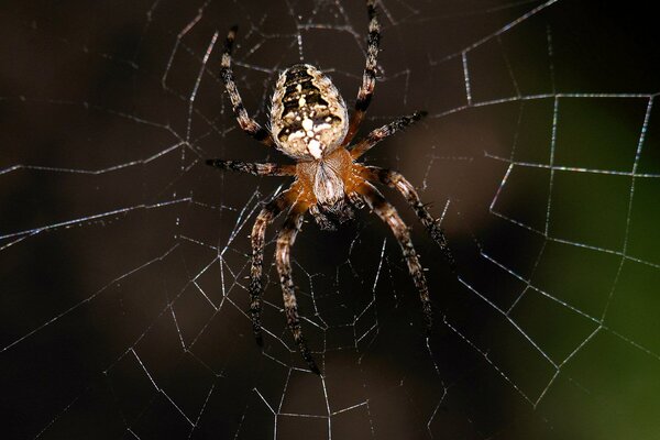 A large spider sits on a web