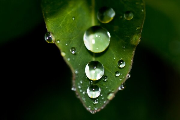 Drops of dew covered an innocently read sheet