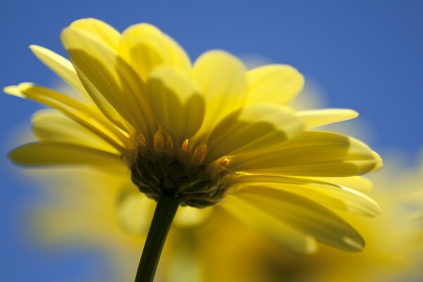 Fleur avec des pétales jaunes près