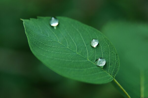 Raindrops on a green leaf