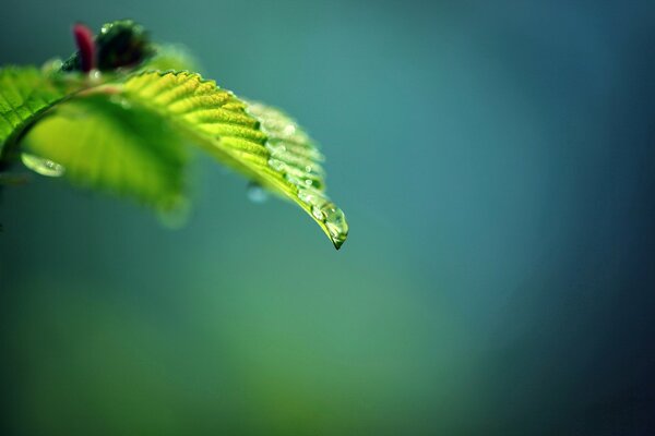 Foglia verde a fuoco