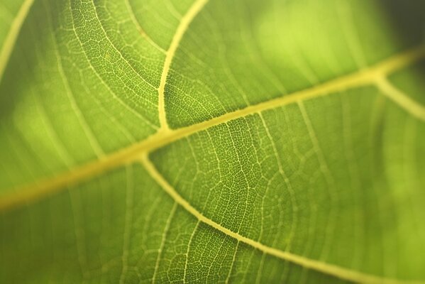 Veines sur la feuille. Vert. Macro