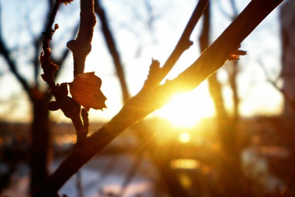 Soleil couchant au-delà de l horizon dans les branches des arbres