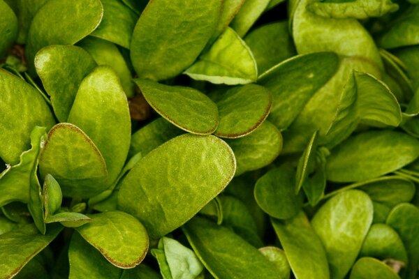 Bella erba verde succosa Macro nera