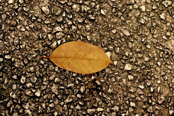 Hoja de otoño en el asfalto