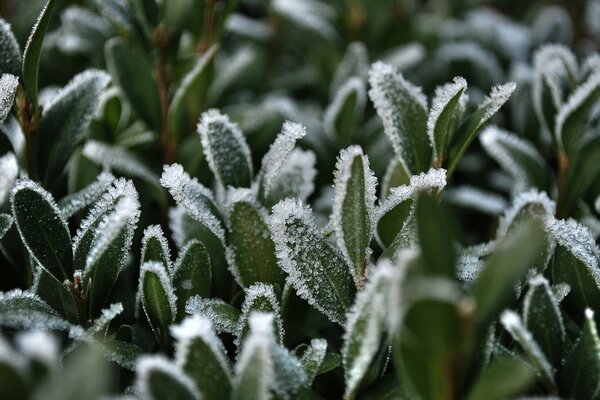 Frost auf gefrorenem Gras