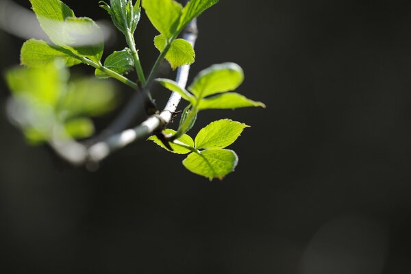 Feuilles vertes sur une branche, sur fond sombre