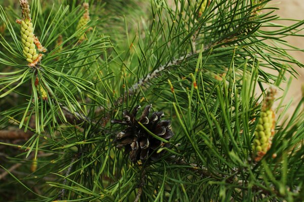 Pomme de pin brune sur une branche de conifère