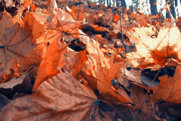 C è molto fogliame nella foresta in autunno