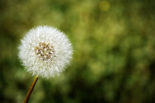 Diente de León blanco en la naturaleza