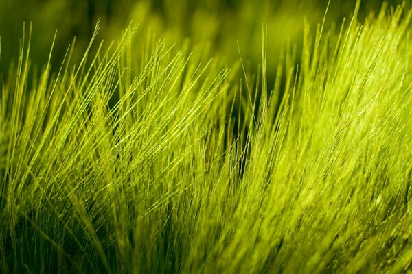 Fluffy green grass from nature