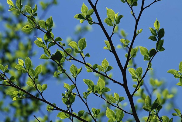 Beautiful contrast of young green leaves with the spring sky