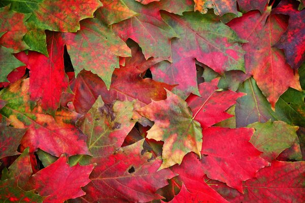 Autumn leaves in macro style