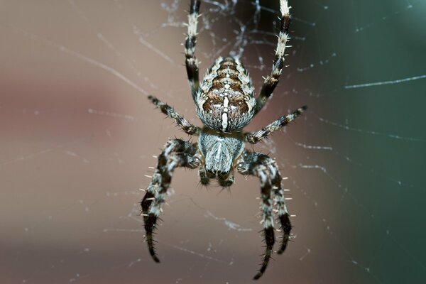 A large spider weaves a web