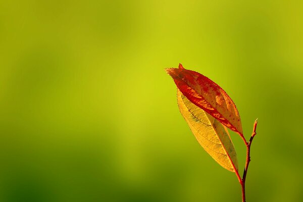 Yellow leaves on a green background