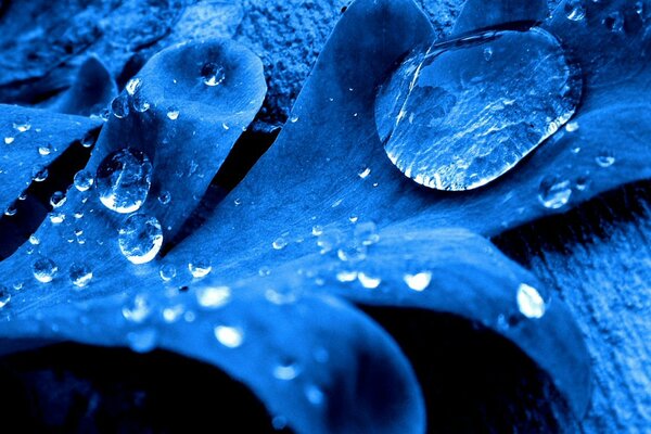 Gouttes d eau sur une feuille bleue