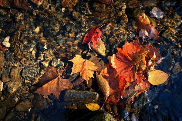 Herbstlaub und Steine Nahaufnahme