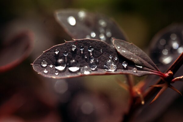 Morning dew on the leaves