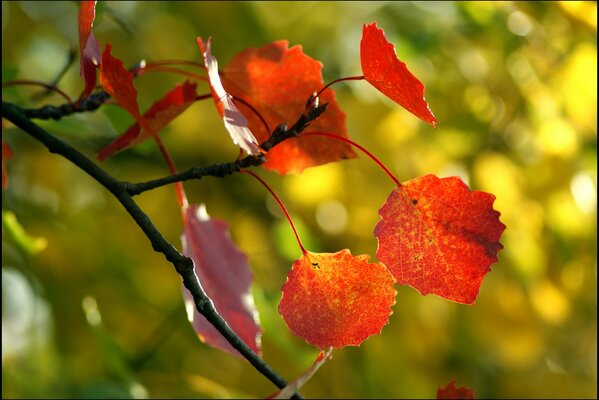 Hojas rojas de otoño en foco