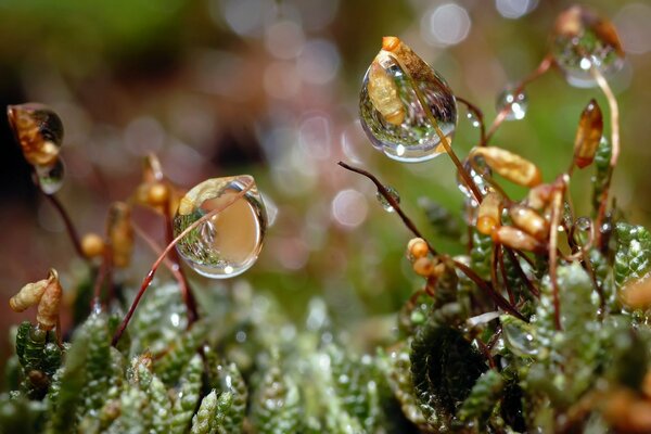 Very huge dew drops on the grass