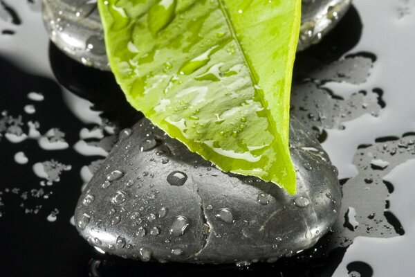 Hoja mojada en una piedra en el agua