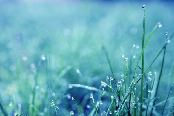 Dew on the grass. Morning. Freshness