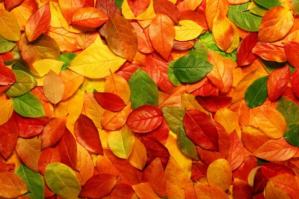 Feuilles tombées multicolores des arbres