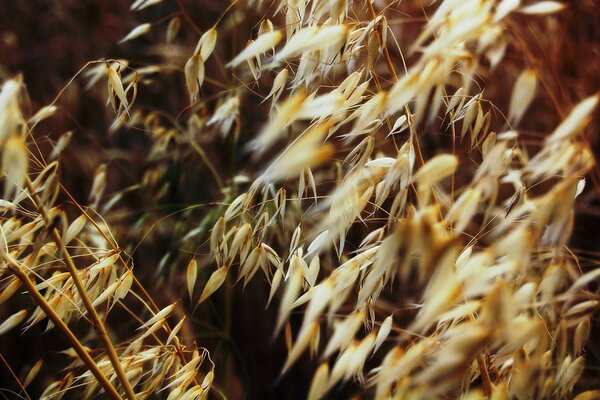 Macro photos of dry plants in the field