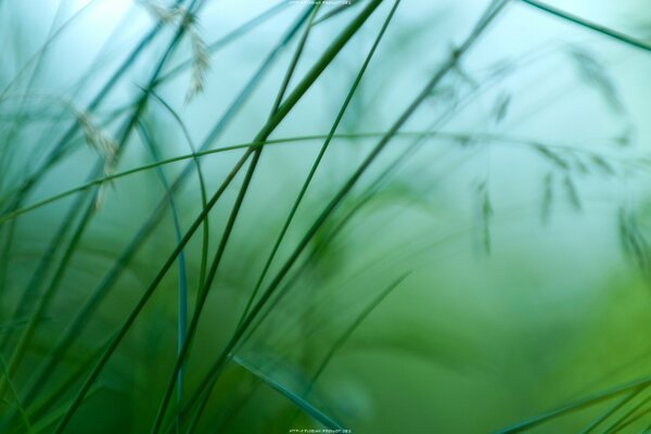 Rosée du matin sur l herbe et dans la Prairie