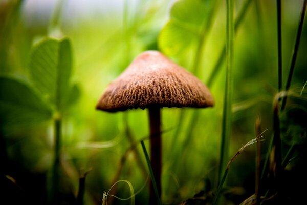 Champignon sur fond vert