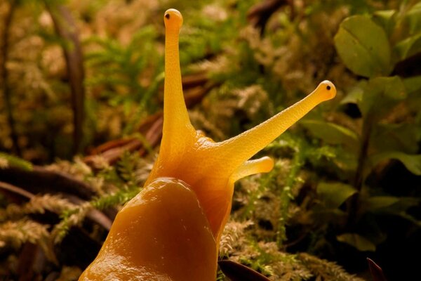 Snail horns close-up