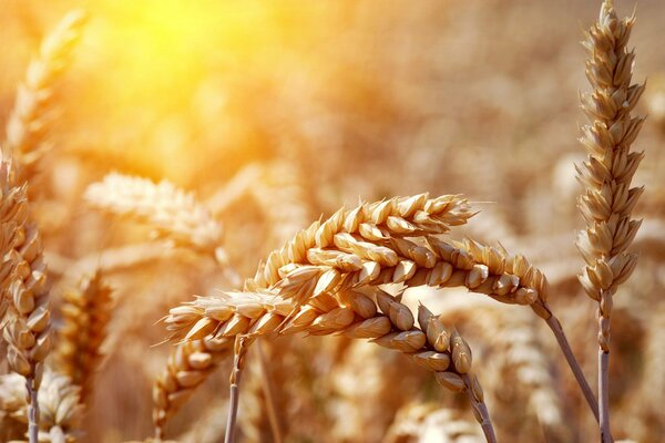 Field of grain crops macro ears