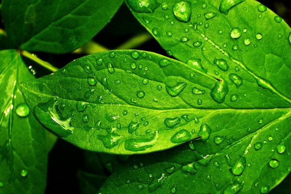 Gotas de rocío en el follaje verde jugoso