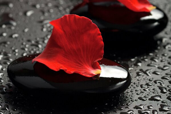 In the spa, pink petals on black stones