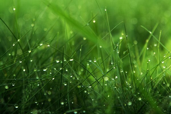 Gotas de rocío sobre hierba verde