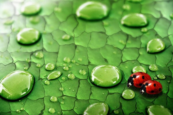 Two ladybugs are sitting on a green leaf