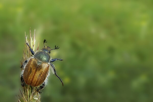 Un insecte vert brille sur l herbe