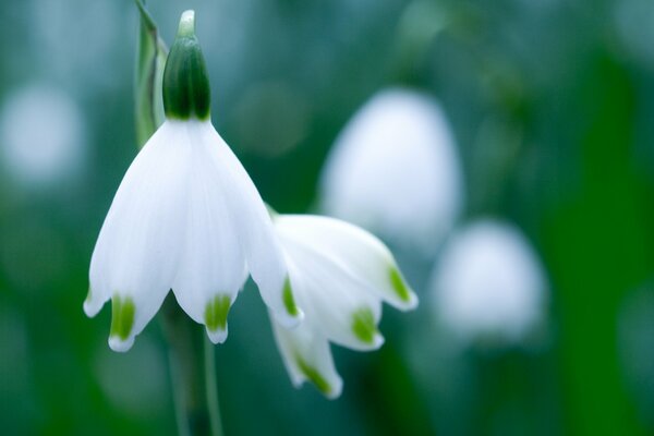 White delicate snowdrop on a green background