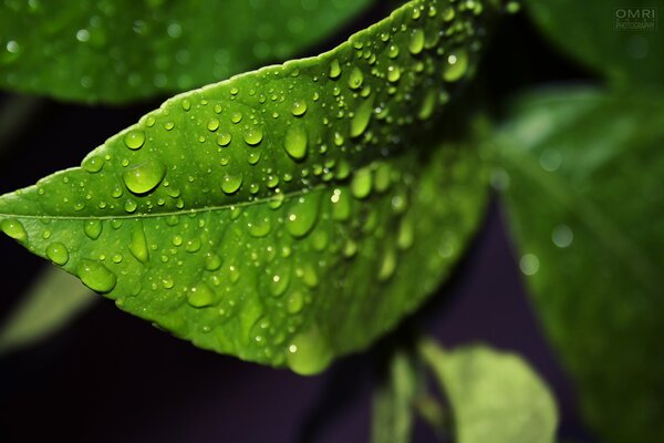 Gotas de rocío en una hoja verde