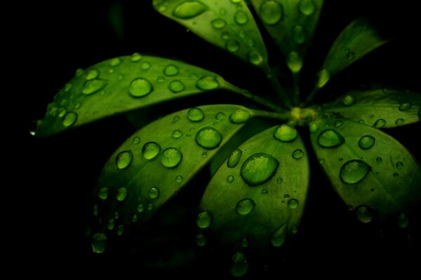 Gotas de rocío en las hojas, sobre un fondo negro