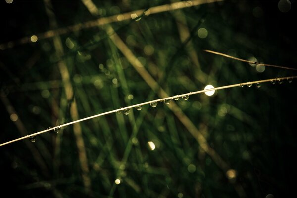 Foto macro di gocce sul gambo della pianta