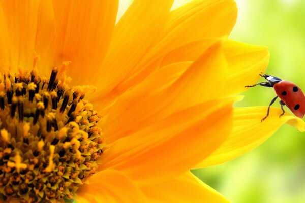 Jaune Tournesol macro tir