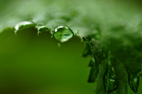 Goutte de rosée sur le bord d une feuille verte