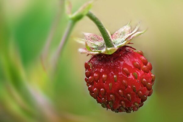 Macro shooting strawberries on a branch