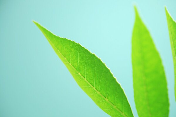 Macro image of green leaves