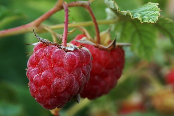 Makroaufnahme von Himbeerbeeren