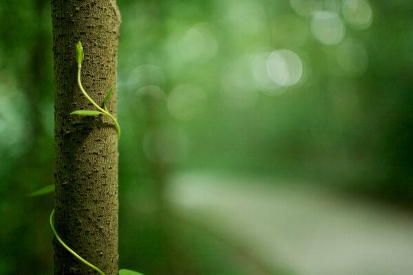 Macro photo of green foliage