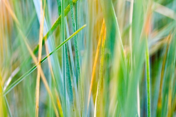 Gros plan d herbe automne multicolore