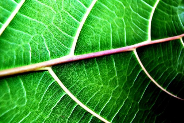 Veines sur la feuille. Vert. Macro