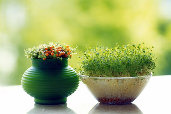 Deux pots avec des germes de plantes